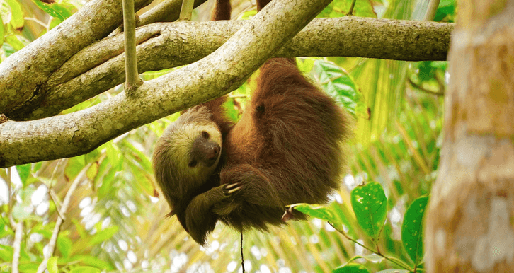 Different sloth on a different tree